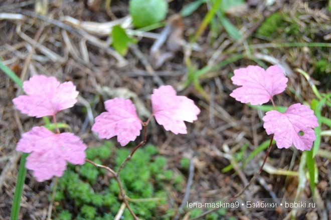 Луша на прогулке со своим другом Крошем. В осеннем лесу | Бэйбики Луша на прогулке со своим другом Крошем. В осеннем лесу