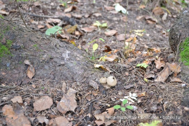 Луша на прогулке со своим другом Крошем. В осеннем лесу | Бэйбики Луша на прогулке со своим другом Крошем. В осеннем лесу