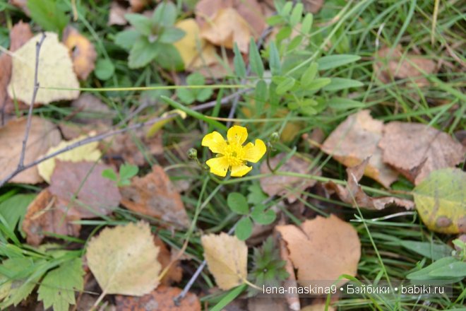 Луша на прогулке со своим другом Крошем. В осеннем лесу | Бэйбики Луша на прогулке со своим другом Крошем. В осеннем лесу