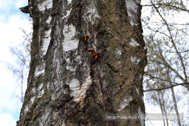 Луша на прогулке со своим другом Крошем. В осеннем лесу | Бэйбики Луша на прогулке со своим другом Крошем. В осеннем лесу