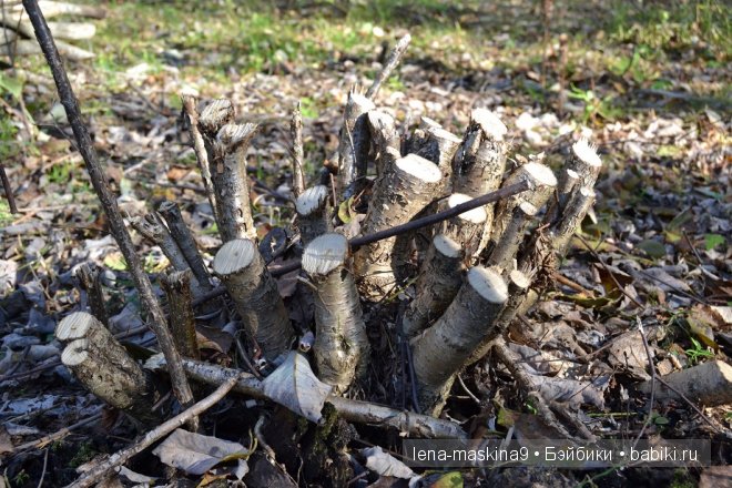 Луша на прогулке со своим другом Крошем. В осеннем лесу | Бэйбики Луша на прогулке со своим другом Крошем. В осеннем лесу