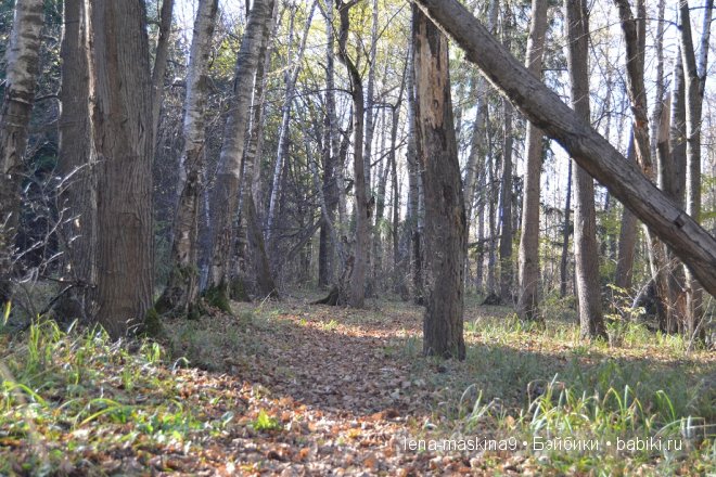 Луша на прогулке со своим другом Крошем. В осеннем лесу | Бэйбики Луша на прогулке со своим другом Крошем. В осеннем лесу (фото 7)