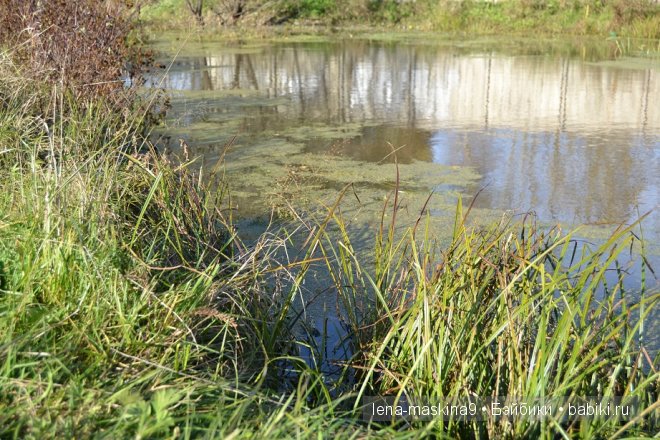 Луша на прогулке со своим другом Крошем. В осеннем лесу | Бэйбики Луша на прогулке со своим другом Крошем. В осеннем лесу (фото 10)