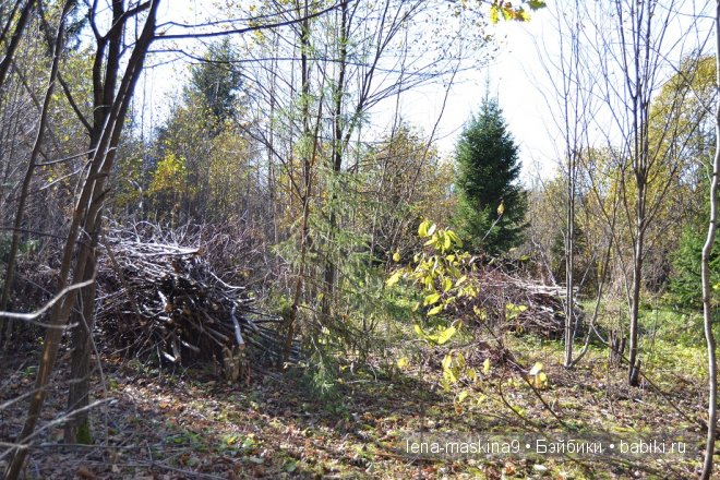 Луша на прогулке со своим другом Крошем. В осеннем лесу | Бэйбики Луша на прогулке со своим другом Крошем. В осеннем лесу
