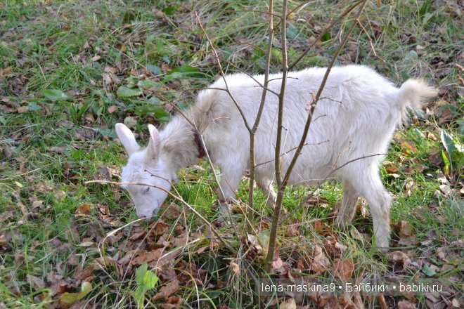 Луша на прогулке со своим другом Крошем. В осеннем лесу | Бэйбики Луша на прогулке со своим другом Крошем. В осеннем лесу (фото 5)
