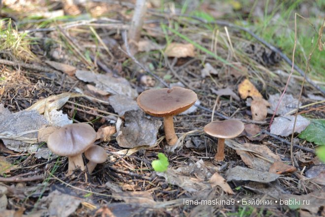 Луша на прогулке со своим другом Крошем. В осеннем лесу | Бэйбики Луша на прогулке со своим другом Крошем. В осеннем лесу