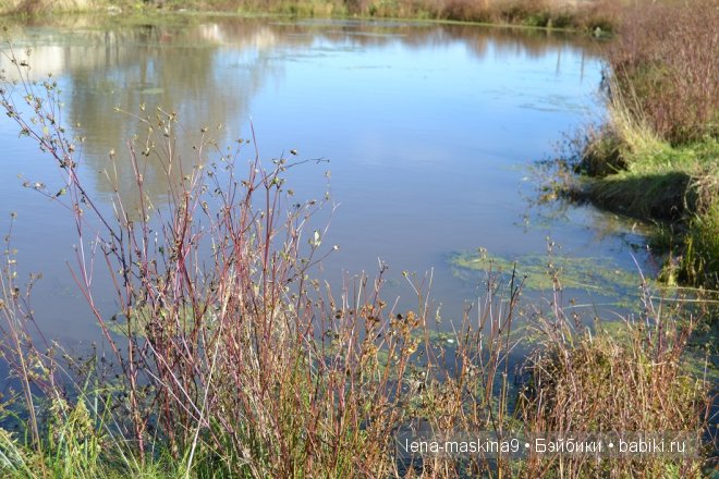 Луша на прогулке со своим другом Крошем. В осеннем лесу | Бэйбики Луша на прогулке со своим другом Крошем. В осеннем лесу (фото 9)