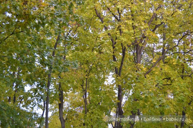 Луша на прогулке со своим другом Крошем. В осеннем лесу | Бэйбики Луша на прогулке со своим другом Крошем. В осеннем лесу