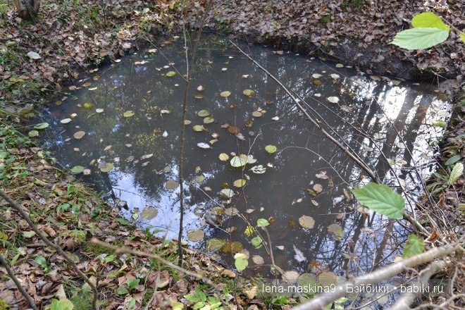 Луша на прогулке со своим другом Крошем. В осеннем лесу | Бэйбики Луша на прогулке со своим другом Крошем. В осеннем лесу