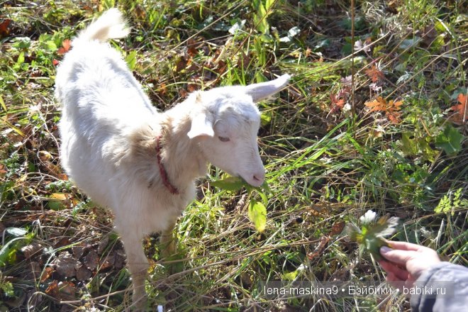 Луша на прогулке со своим другом Крошем. В осеннем лесу | Бэйбики Луша на прогулке со своим другом Крошем. В осеннем лесу (фото 2)