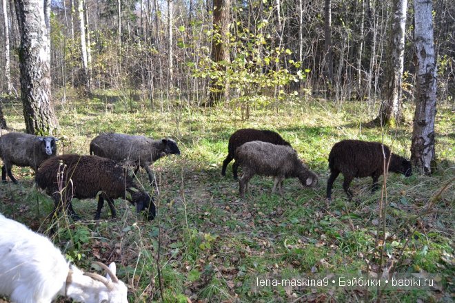 Луша на прогулке со своим другом Крошем. В осеннем лесу | Бэйбики Луша на прогулке со своим другом Крошем. В осеннем лесу (фото 6)