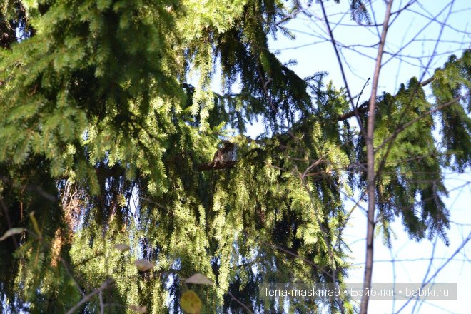 Луша на прогулке со своим другом Крошем. В осеннем лесу | Бэйбики Луша на прогулке со своим другом Крошем. В осеннем лесу