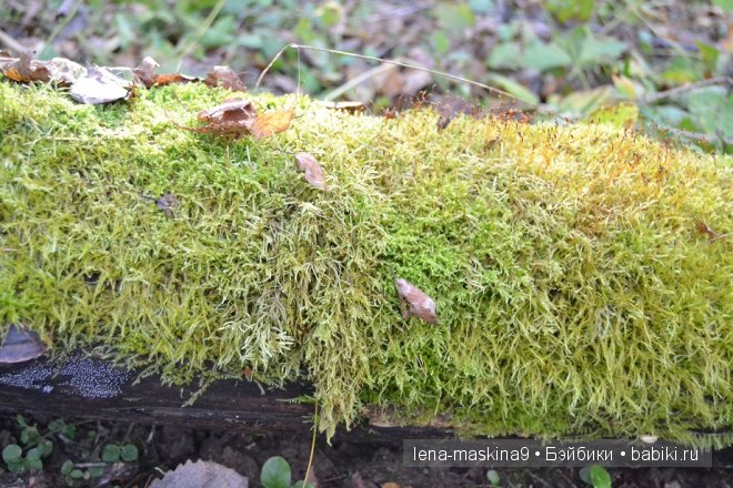 Луша на прогулке со своим другом Крошем. В осеннем лесу | Бэйбики Луша на прогулке со своим другом Крошем. В осеннем лесу (фото 8)