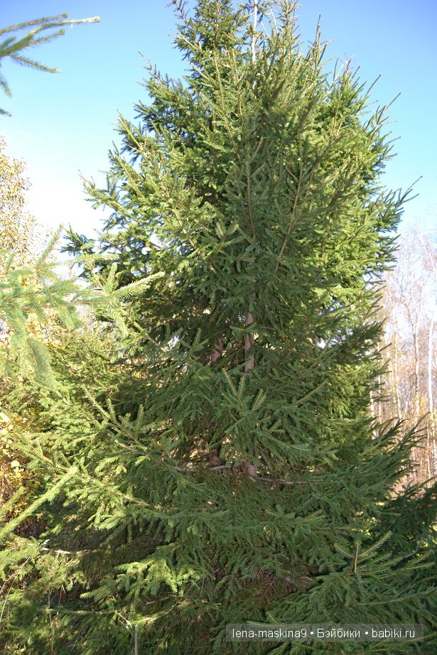 Луша на прогулке со своим другом Крошем. В осеннем лесу | Бэйбики Луша на прогулке со своим другом Крошем. В осеннем лесу