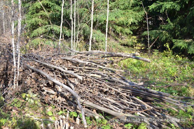 Луша на прогулке со своим другом Крошем. В осеннем лесу | Бэйбики Луша на прогулке со своим другом Крошем. В осеннем лесу