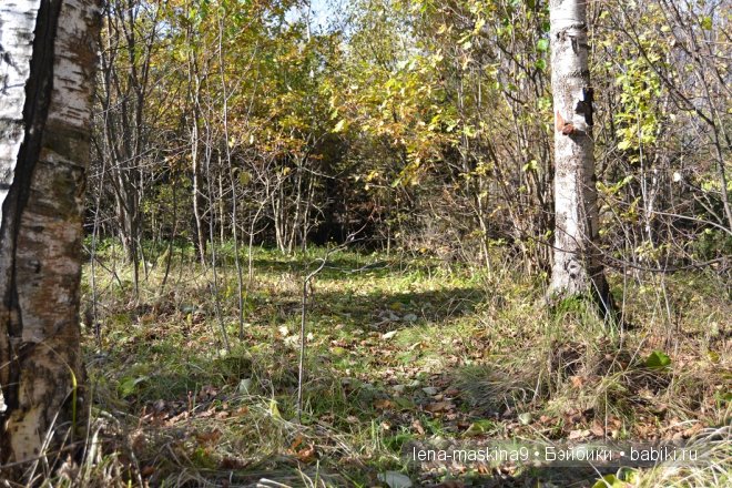 Луша на прогулке со своим другом Крошем. В осеннем лесу | Бэйбики Луша на прогулке со своим другом Крошем. В осеннем лесу