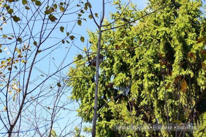 Луша на прогулке со своим другом Крошем. В осеннем лесу | Бэйбики Луша на прогулке со своим другом Крошем. В осеннем лесу