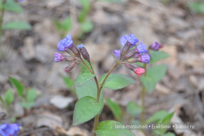 Как куколки ГДР ходили в лес
