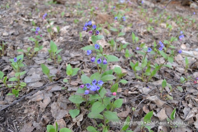 Как куколки ГДР ходили в лес