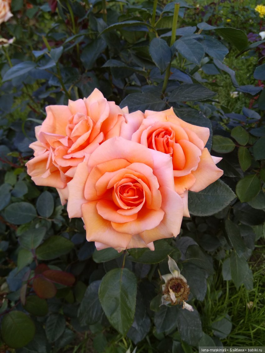 А Вы любите розы? Я очень люблю розы