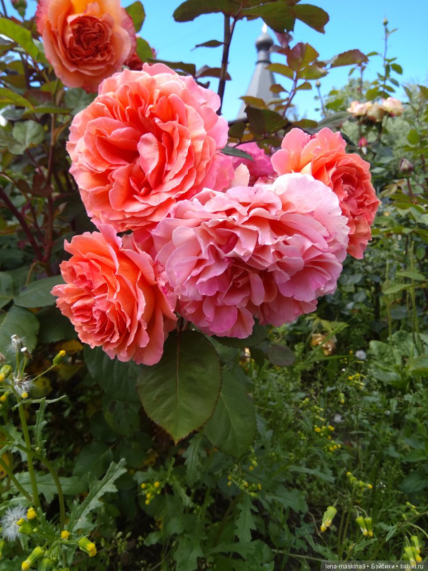 А Вы любите розы? Я очень люблю розы