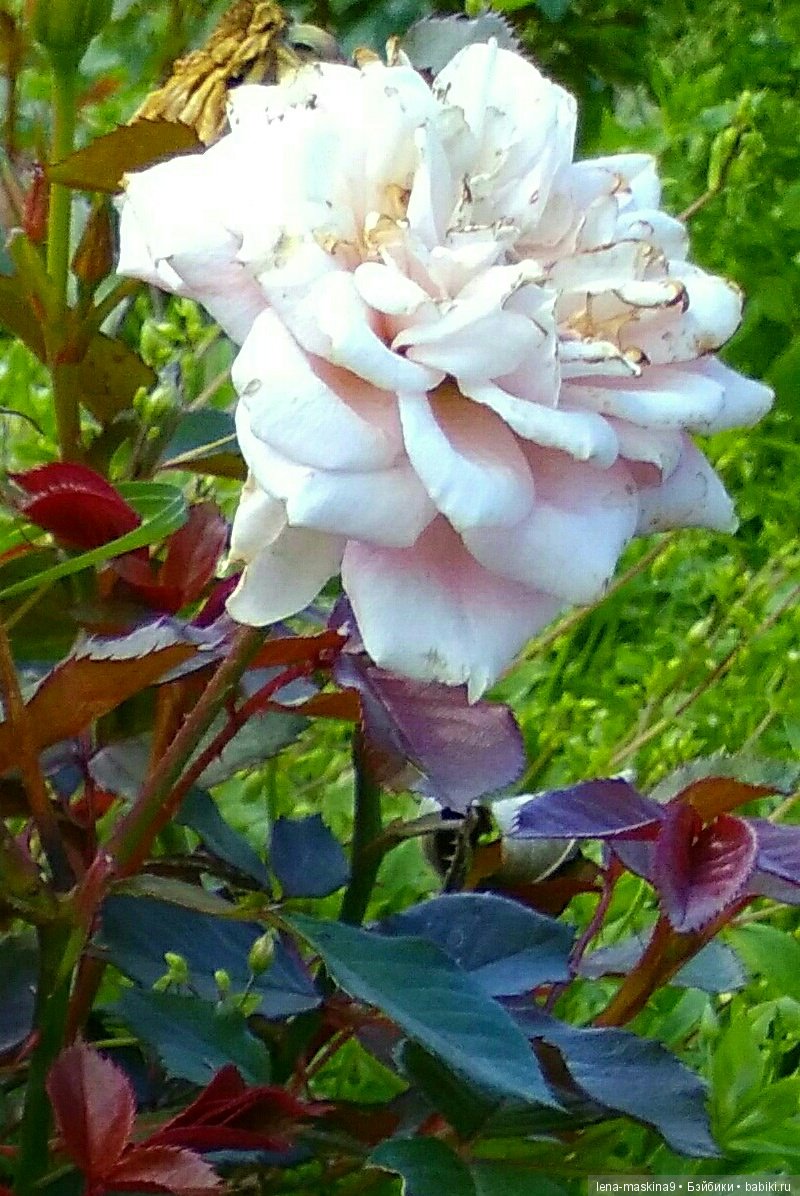 А Вы любите розы? Я очень люблю розы