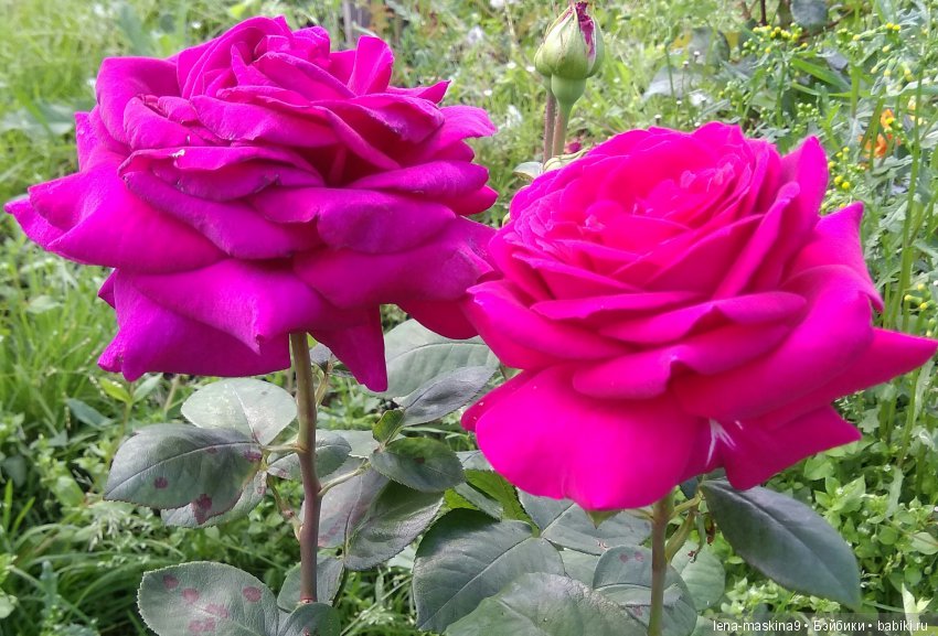 А Вы любите розы? Я очень люблю розы