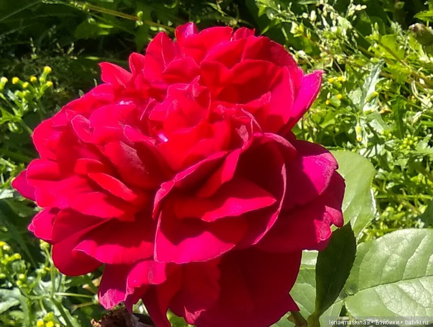 А Вы любите розы? Я очень люблю розы (фото 3)