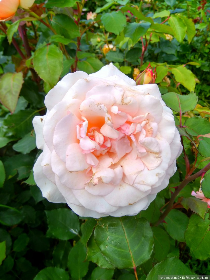 А Вы любите розы? Я очень люблю розы