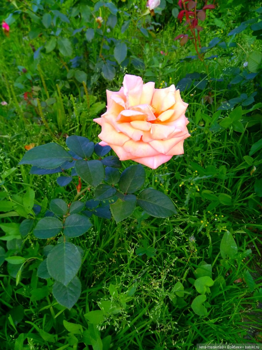 А Вы любите розы? Я очень люблю розы