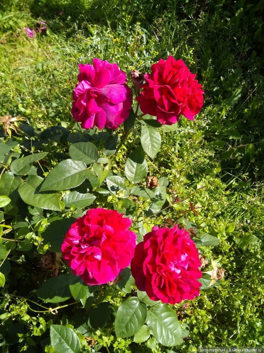 А Вы любите розы? Я очень люблю розы