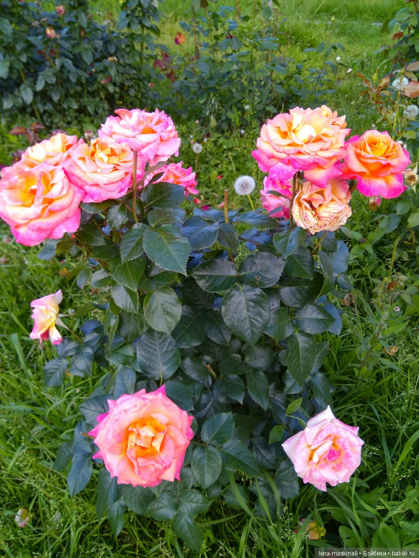 А Вы любите розы? Я очень люблю розы (фото 10)