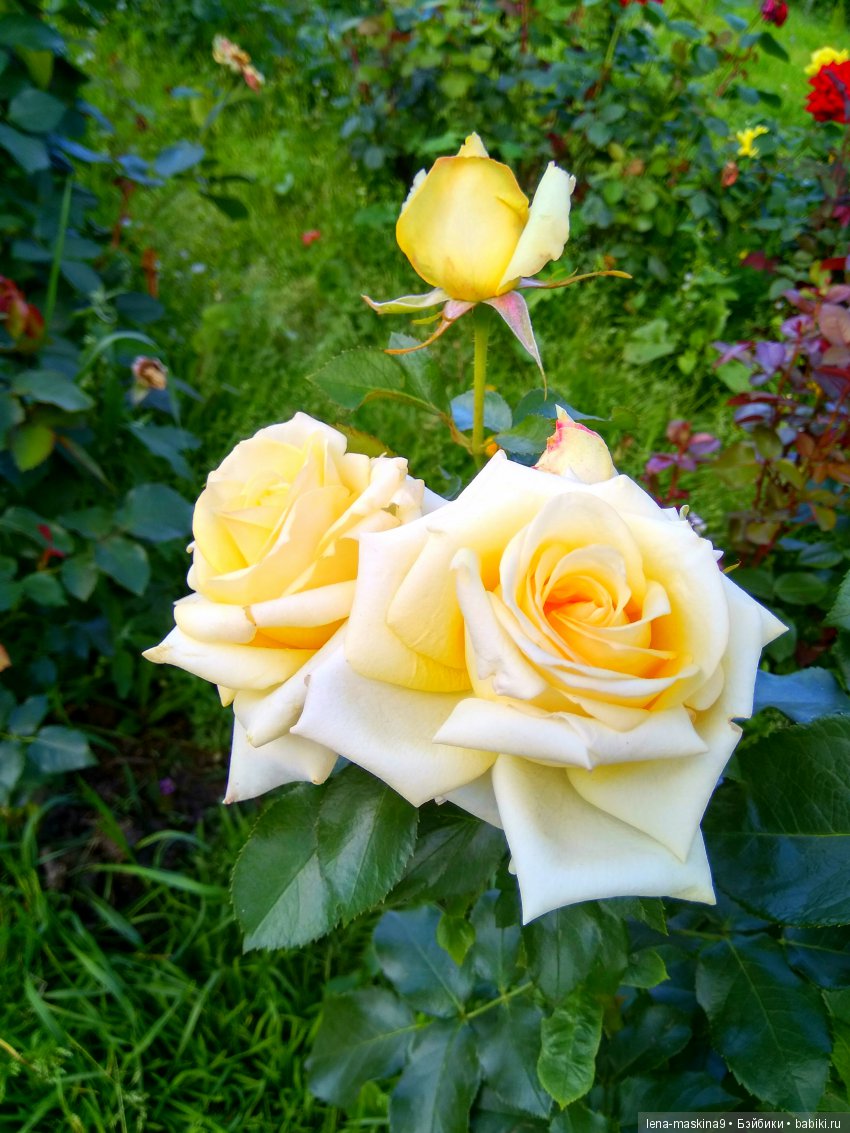 А Вы любите розы? Я очень люблю розы