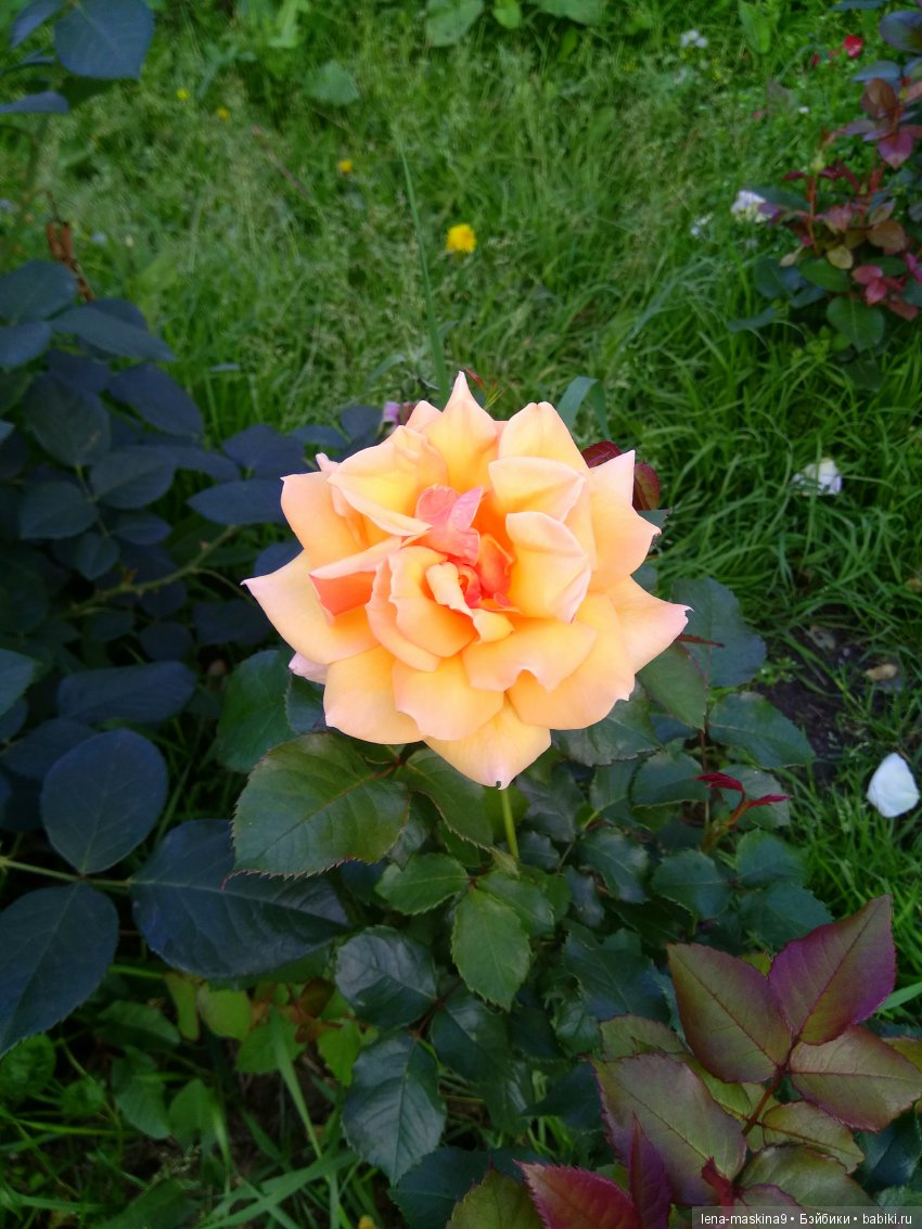 А Вы любите розы? Я очень люблю розы