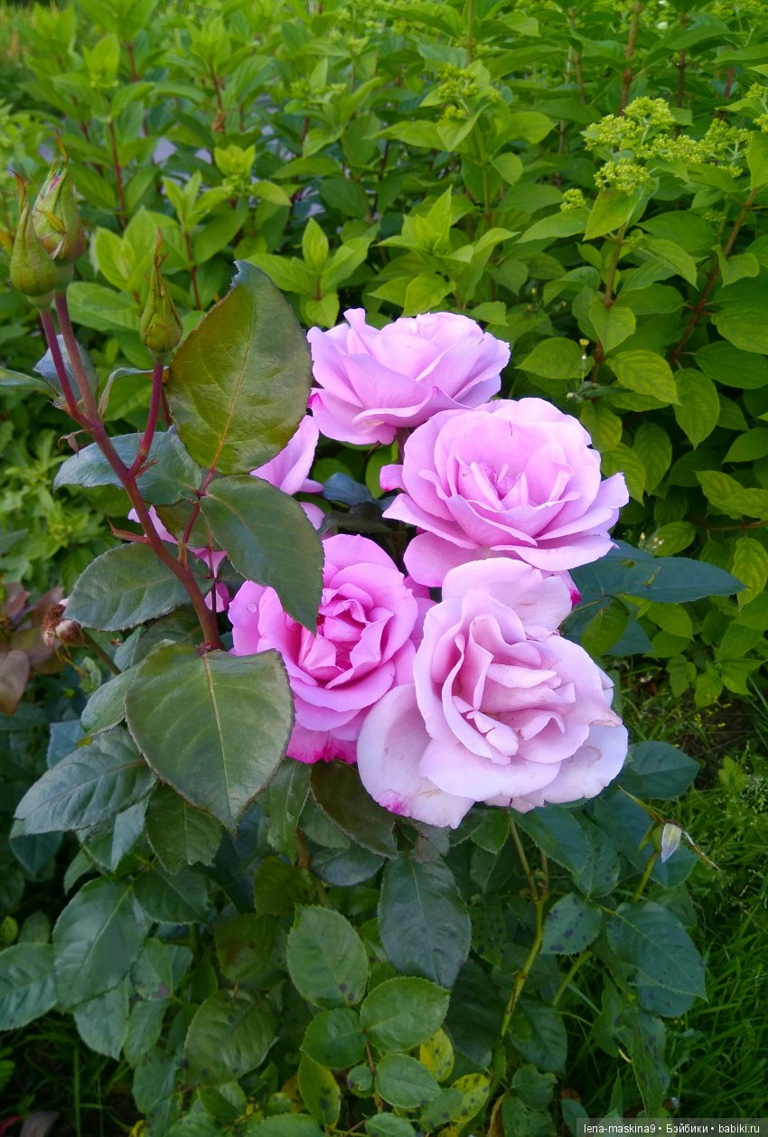 А Вы любите розы? Я очень люблю розы (фото 8)