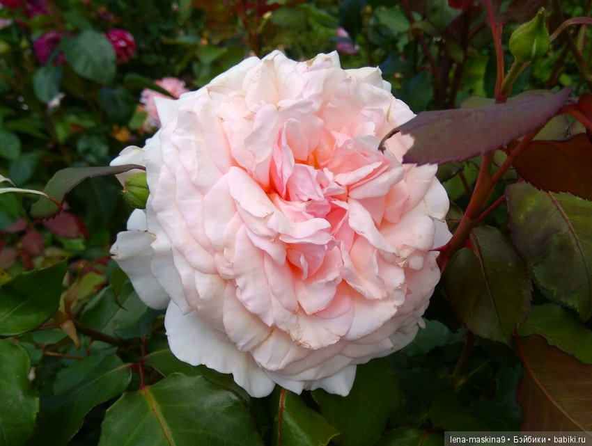 А Вы любите розы? Я очень люблю розы