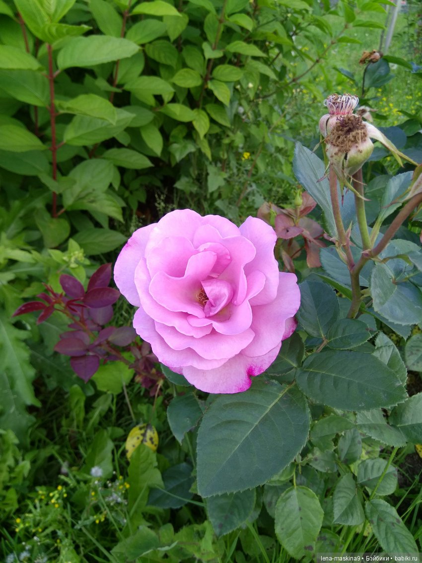 А Вы любите розы? Я очень люблю розы (фото 7)