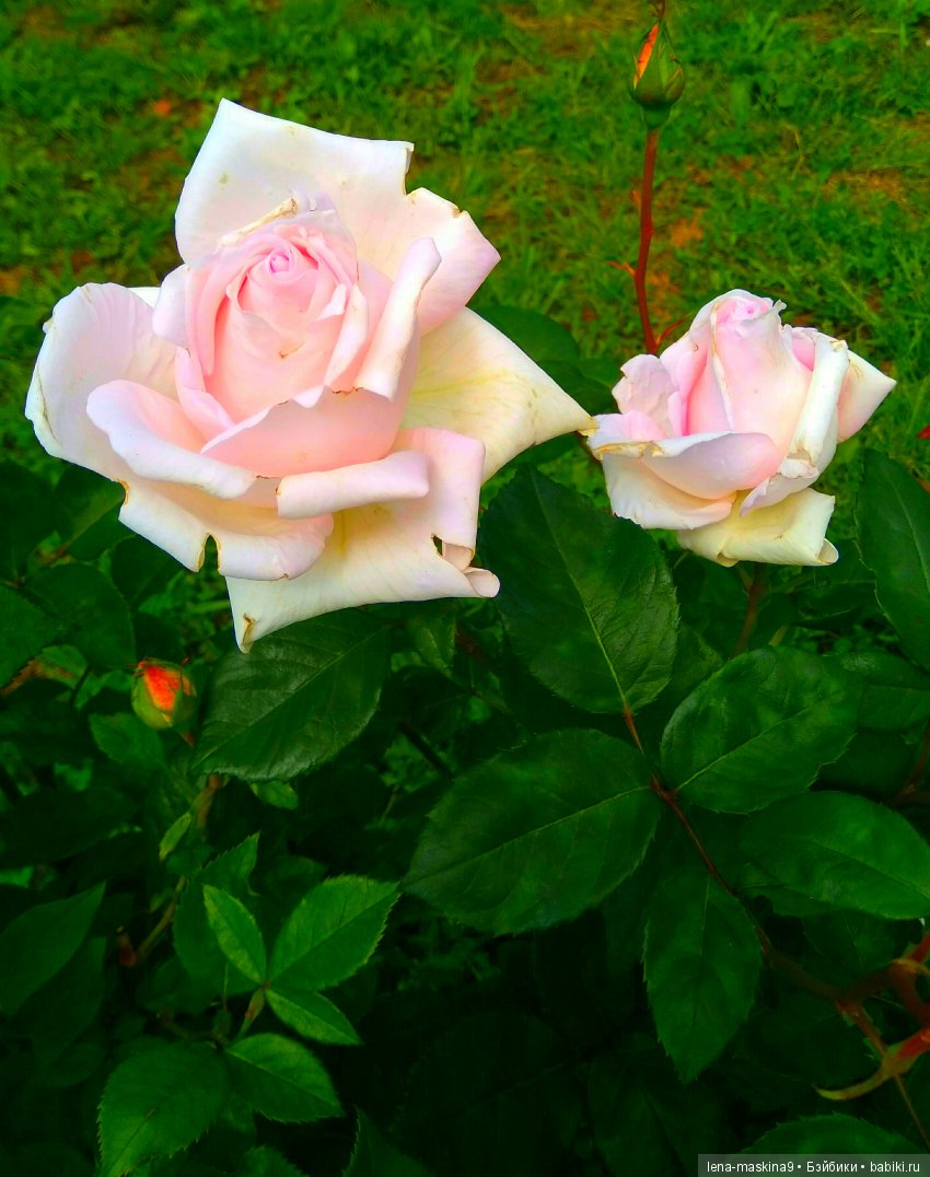 А Вы любите розы? Я очень люблю розы