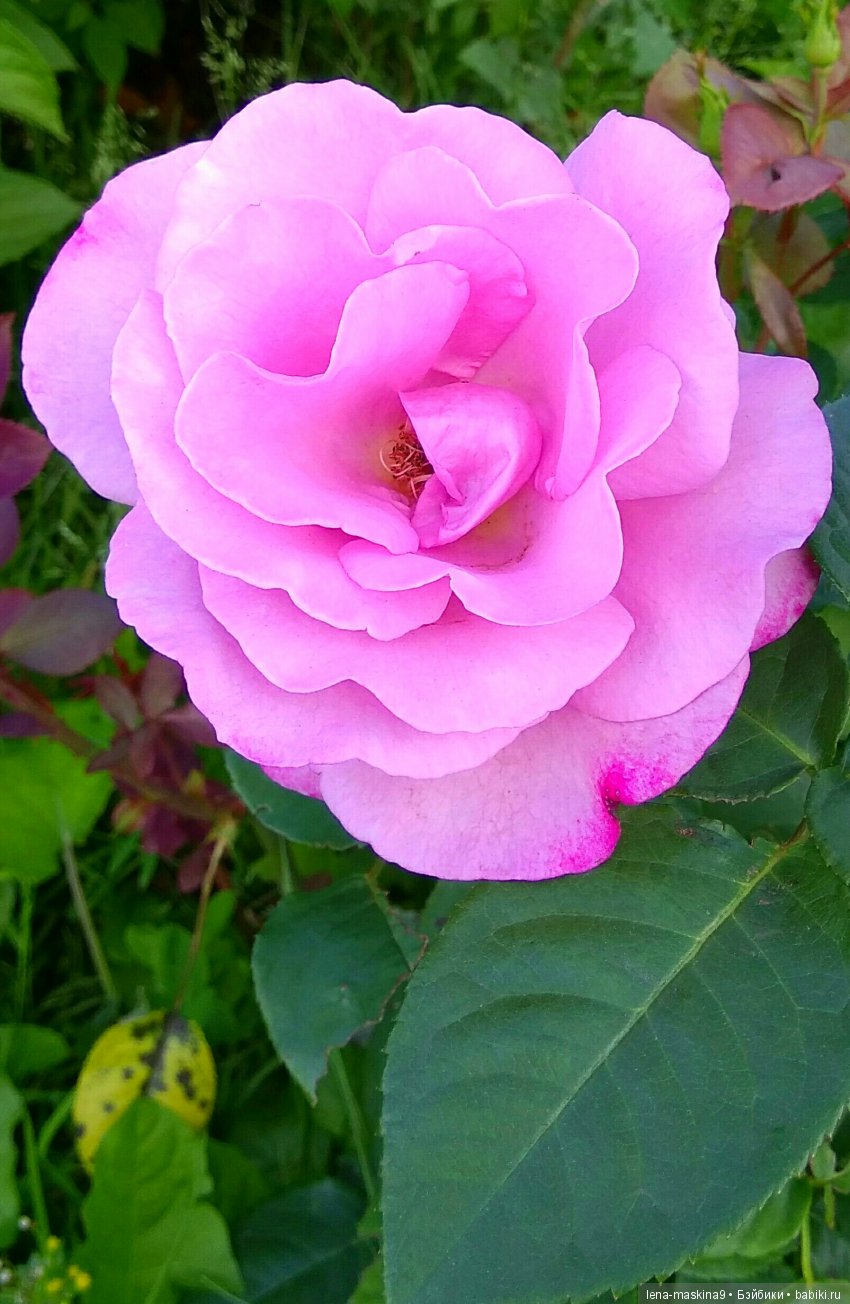 А Вы любите розы? Я очень люблю розы (фото 5)