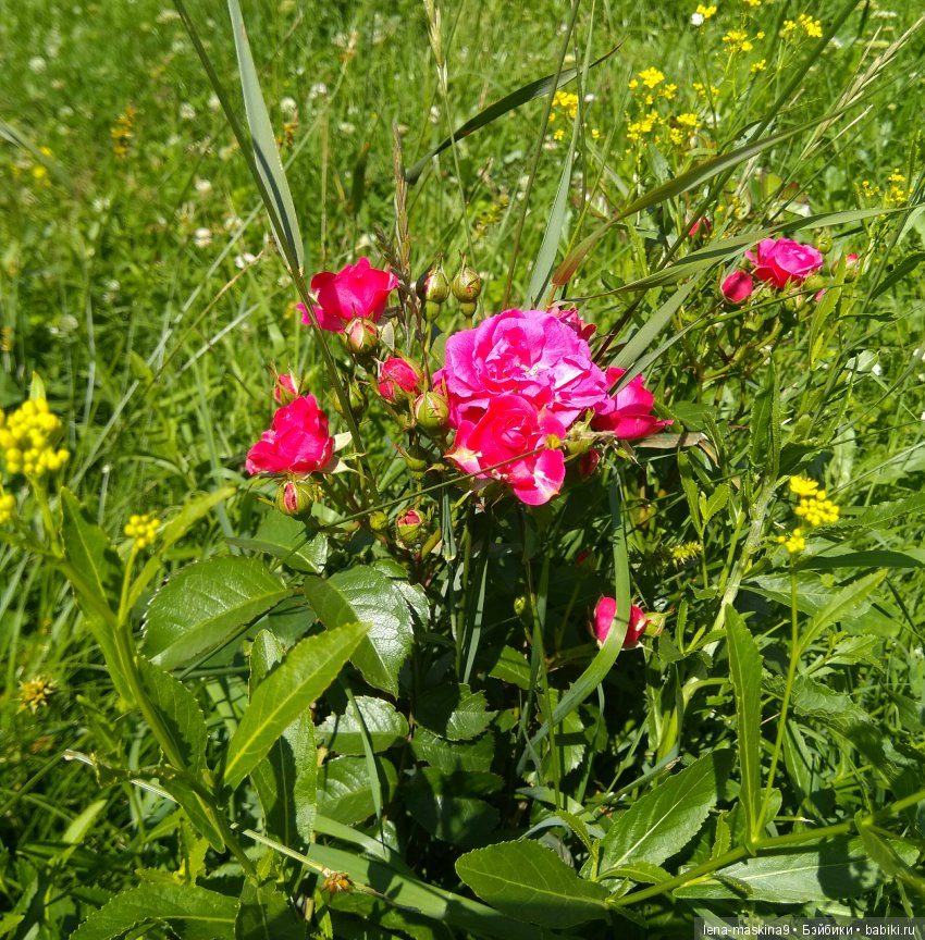 А Вы любите розы? Я очень люблю розы (фото 2)