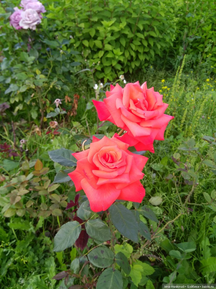 А Вы любите розы? Я очень люблю розы (фото 9)