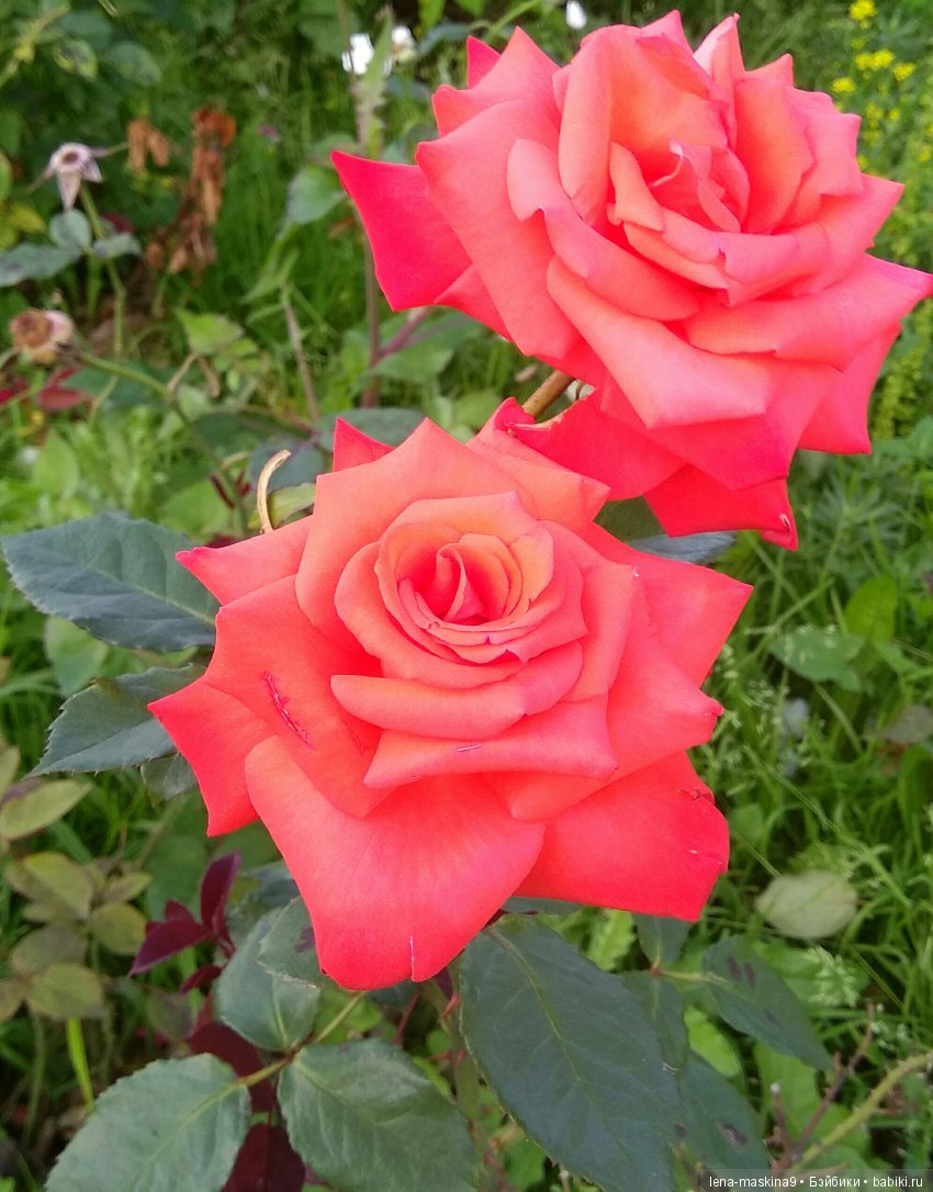 А Вы любите розы? Я очень люблю розы (фото 6)