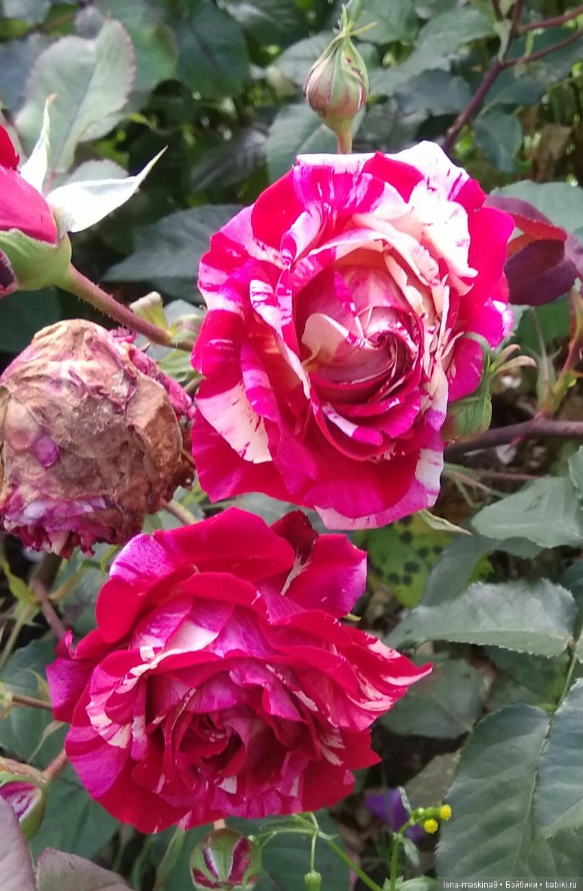 А Вы любите розы? Я очень люблю розы