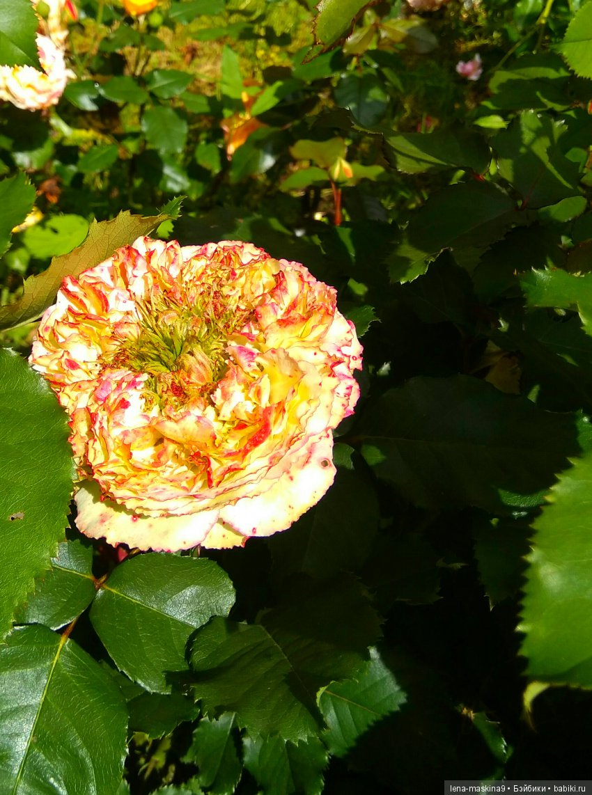 А Вы любите розы? Я очень люблю розы