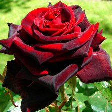 А Вы любите розы?  Я очень люблю розы!