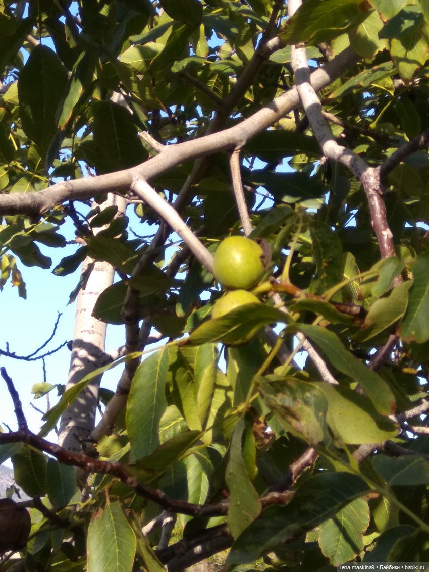 Грецкий орех:)