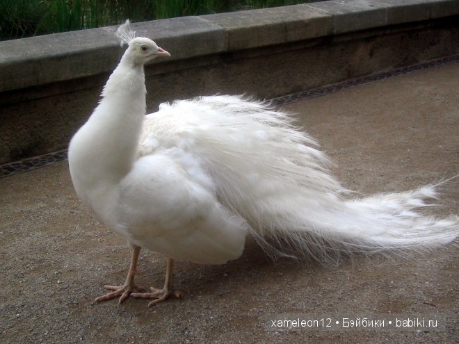 Путешествие по Европе. Чехия. Прага