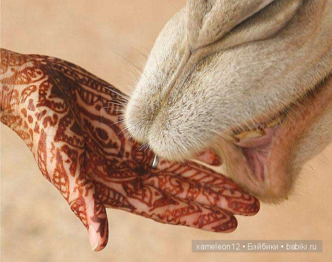 Менди, мехенди, механди — искусство росписи хной (фото 2)