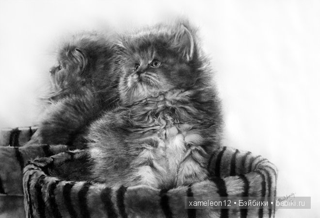 Невероятно реалистичные рисунки карандашом от PAUL LUNG