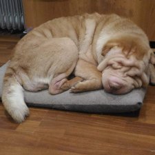 Срочно! Крик о помощи!